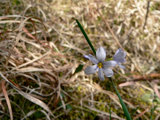 {Sisyrinchium angustifolium}
